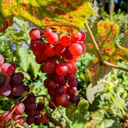 شقة Ehemalige Bibliothek Fuer 2 Mit Kueche Kamin Netflix Parken Und Hofladen *