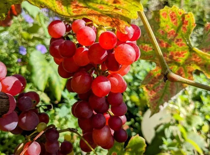 Lejlighed Ehemalige Bibliothek Fuer 2 Mit Kueche Kamin Netflix Parken Und Hofladen *