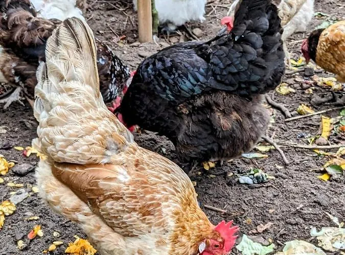 Ehemalige Bibliothek Fuer 2 Mit Kueche Kamin Netflix Parken Und Hofladen Lejlighed